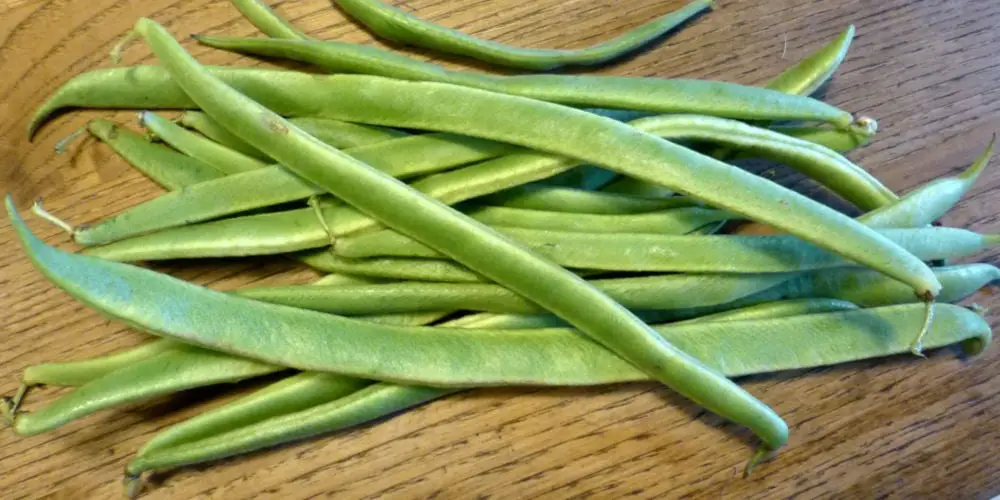 How to grow runner beans an easy beginner's guide My Dream Haus